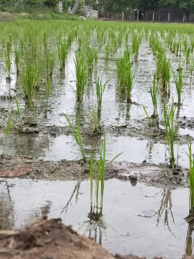 The Farm Crest, Ecr Kadallur Kūvattūr 外观 照片
