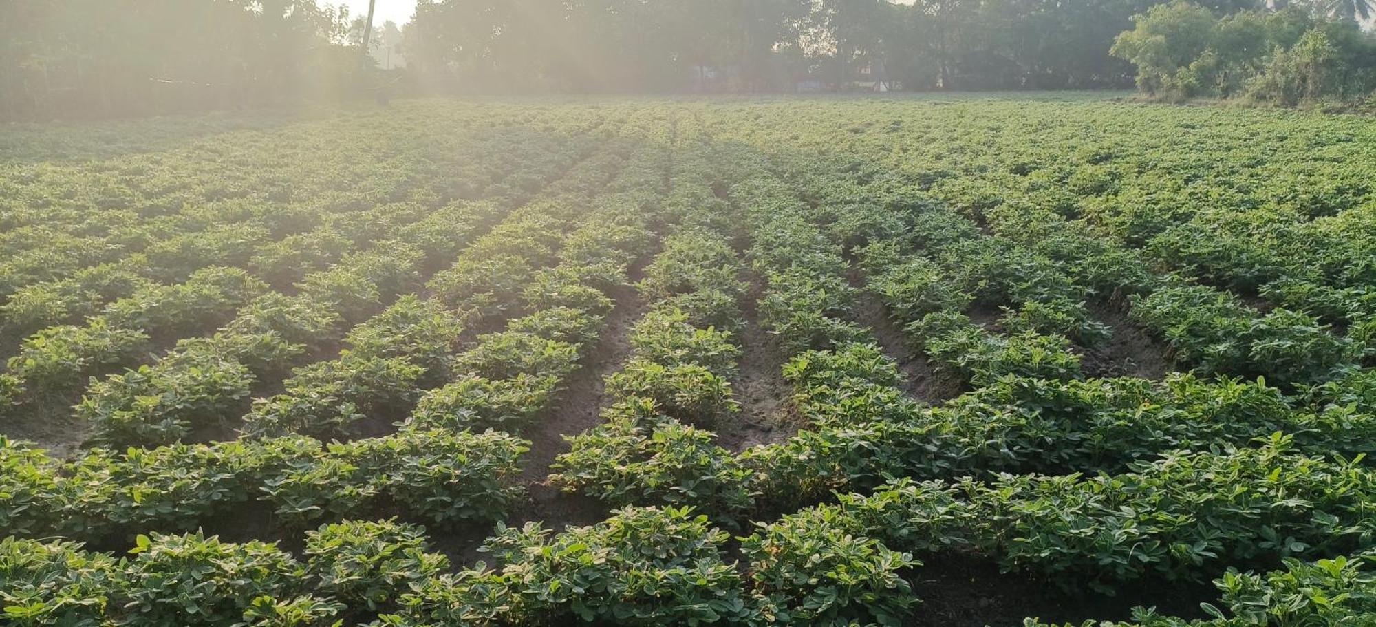 The Farm Crest, Ecr Kadallur Kūvattūr 外观 照片